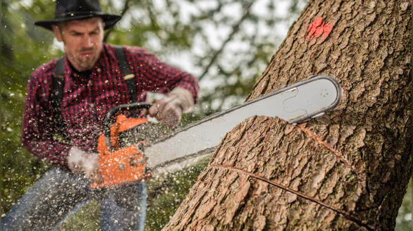 Cutting trees protected by law