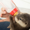 Article image for: Feeding <i class="tbold">wildlife</i> in the backyard
