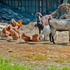 Keeping too many chickens or farm animals