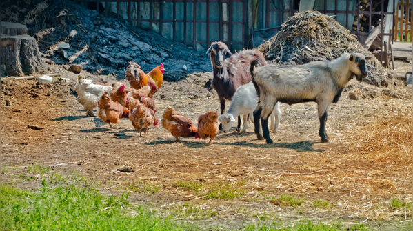 Keeping too many chickens or farm animals