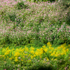 Article image for: Growing invasive <i class="tbold">plants</i> that damage local ecosystems