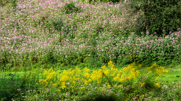 Growing invasive plants that damage local ecosystems
