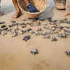 Article image for: 48K Olive Ridley hatchlings released into sea this season