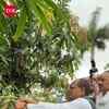Article image for: 234 Mango Varieties On One Tree? ICAR’s Incredible Experiment Stuns Shivraj Singh Chouhan