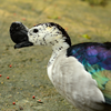 Comb duck