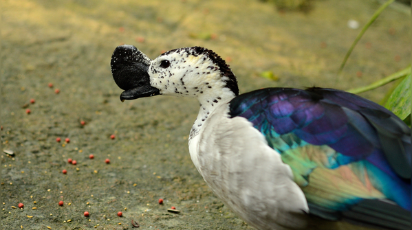 Comb duck