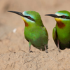 Blue-cheeked bee-eater