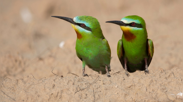 Blue-cheeked bee-eater