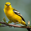 Eurasian golden oriole