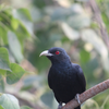 Asian koel