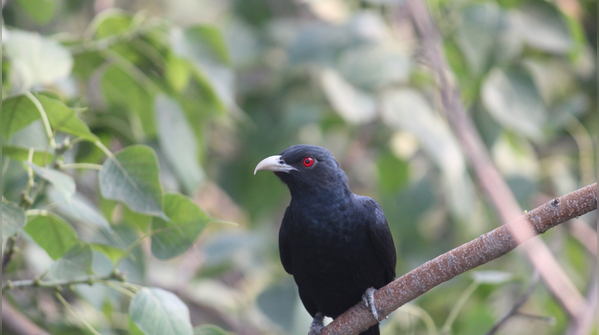 Asian koel