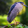 Black-crowned night heron