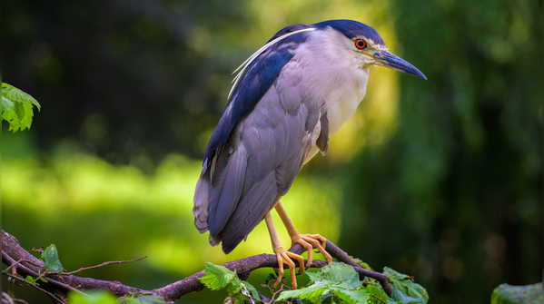 Black-crowned night heron