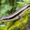 Minimizing insect activities to discourage skinks