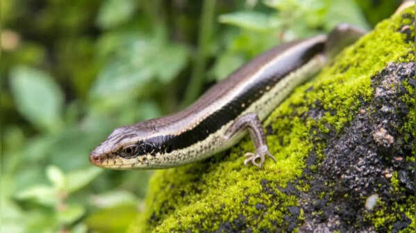 Minimizing insect activities to discourage skinks