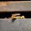 Article image for: What makes skinks invade houses?