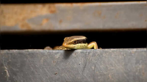 What makes skinks invade houses?