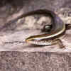 Are skinks dangerous to humans?