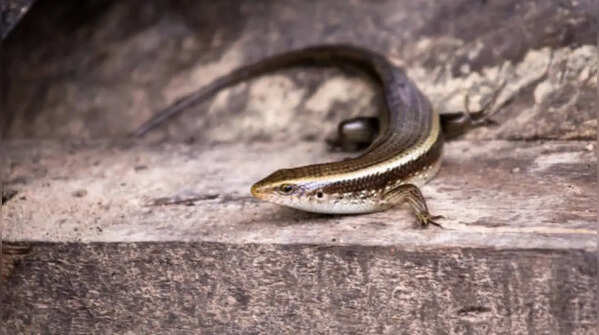 Are skinks dangerous to humans?