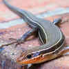 Article image for: Are skinks venomous? How to stop them from entering your home