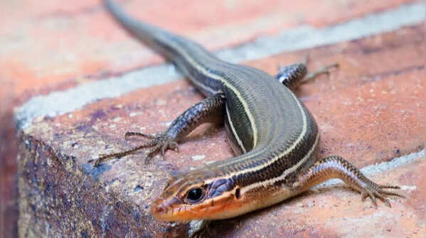 Are skinks venomous? How to stop them from entering your home