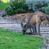 Article image for: Improper feeding of native <i class="tbold">wildlife</i> in one's garden