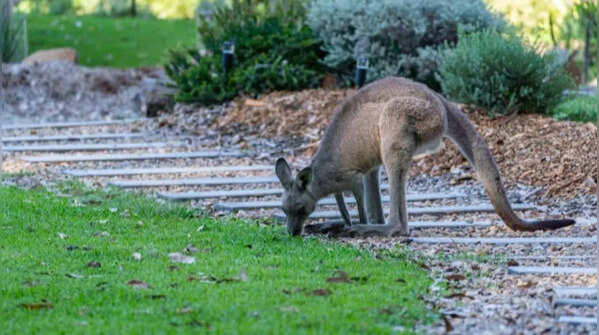 Improper feeding of native wildlife in one's garden