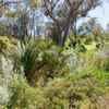 Article image for: Growing certain plant <i class="tbold">species</i> that are invasive