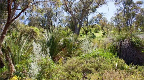 Growing certain plant species that are invasive
