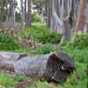 Article image for: Cutting down protected native trees without a permit