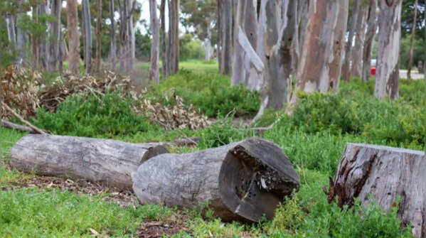 Cutting down protected native trees without a permit