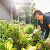 Article image for: Things you are not allowed to do in your garden in Australia