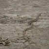 Article image for: What should you do after seeing a snake in a dream?