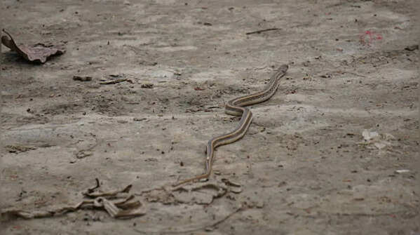 What should you do after seeing a snake in a dream?