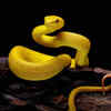 Article image for: Can snake dreams indicate Pitra Dosh or Shapit Dosh?