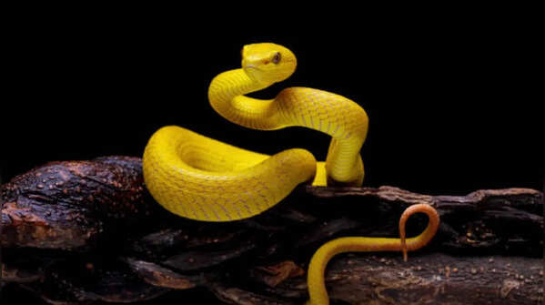 Can snake dreams indicate Pitra Dosh or Shapit Dosh?