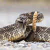 Meaning of cobra, black snake, and white snake dreams