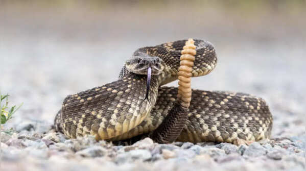 Meaning of cobra, black snake, and white snake dreams