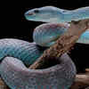 Article image for: Connection of snake dreams with spirituality