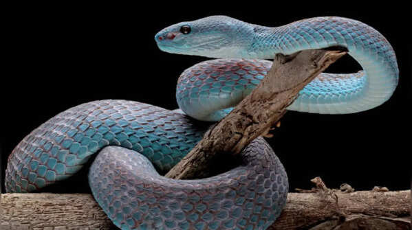 Connection of snake dreams with spirituality
