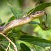 Article image for: Is seeing a snake in a dream actually bad?