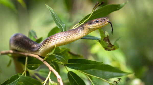 Is seeing a snake in a dream actually bad?