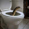 Article image for: What attracts snakes to emerge from toilet bowls in apartments: Here’s the surprising reasona