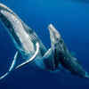 Article image for: Are dolphins, sharks, and whales mammals? Here's what science says