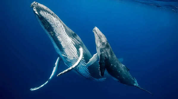 Are dolphins, sharks, and whales mammals? Here's what science says