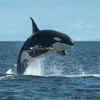 Dolphins: Mammals underwater  