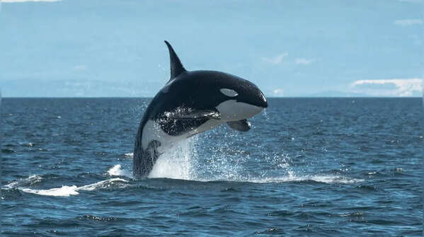 Dolphins: Mammals underwater