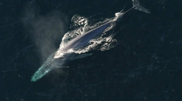 Whales: Ocean giants, but still mammals