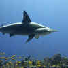 Article image for: Sharks: Fish, through and through