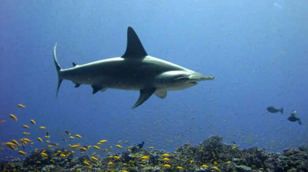 Sharks: Fish, through and through